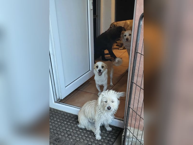 MANUEL - braucht sein eigenes Körbchen