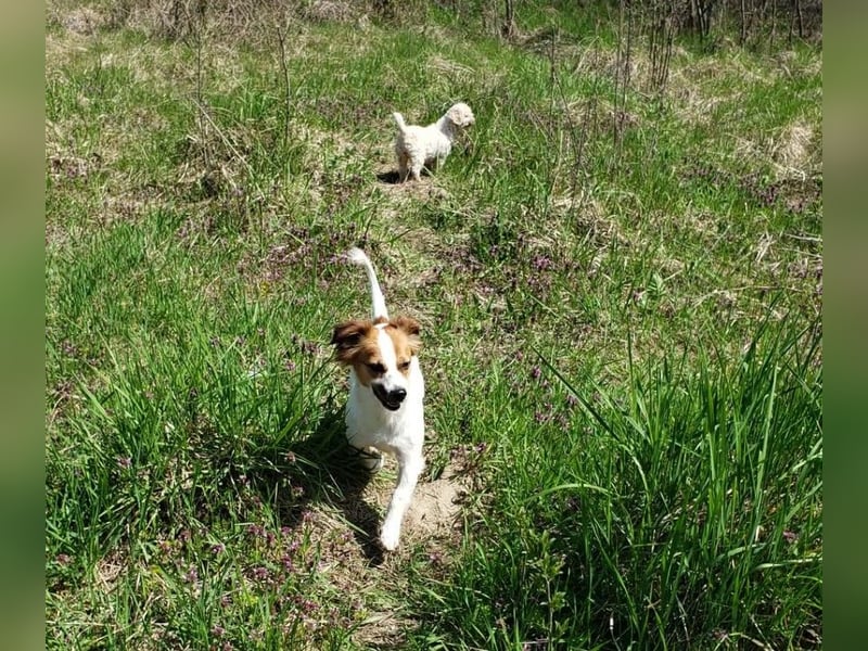 ILA - sanfte Seele sucht ihre Menschen