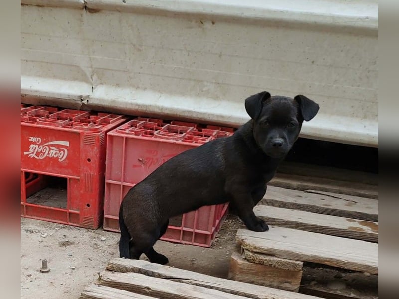 LILLA - schwarze Schönheit