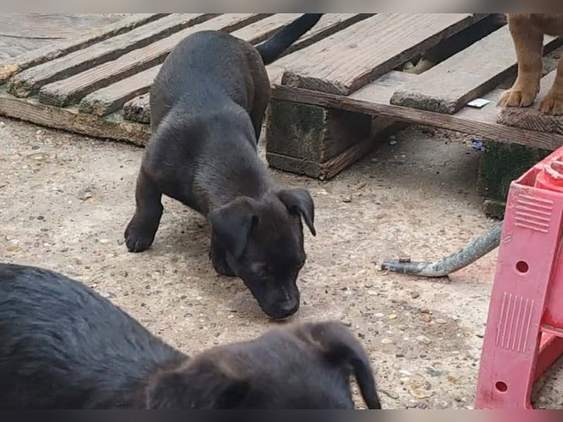 LILLA - schwarze Schönheit