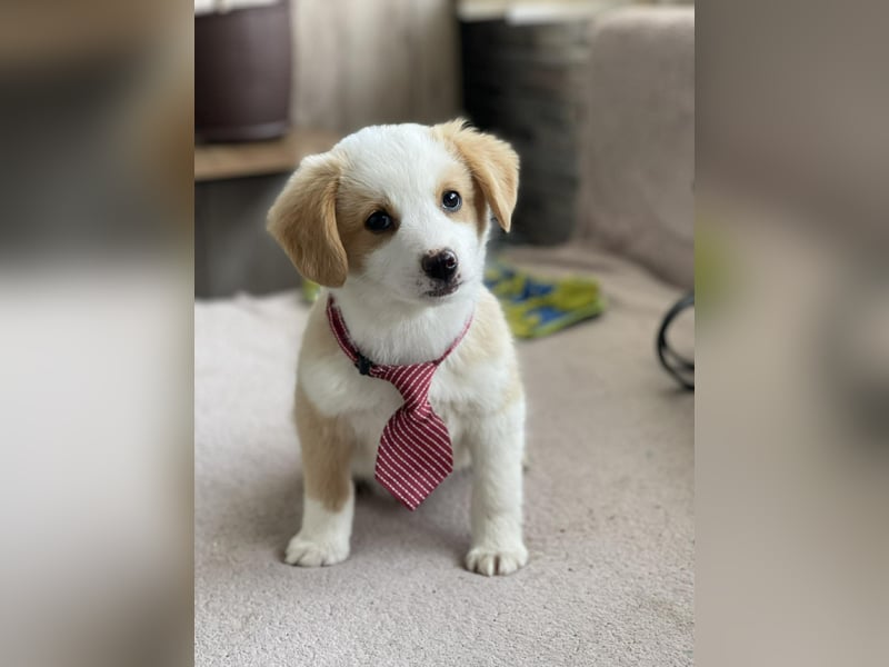 PERRY - kleiner Zuckerbub *reserviert*