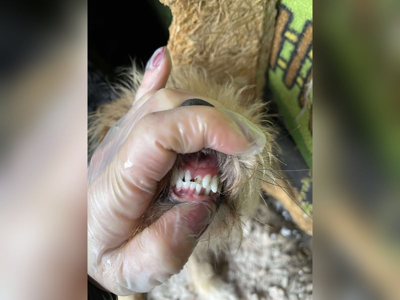 PIP - liebevolle Hundedame