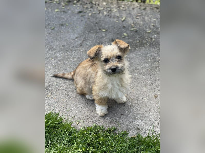 PEANUT - kleine Frohnatur sucht ihre Menschen