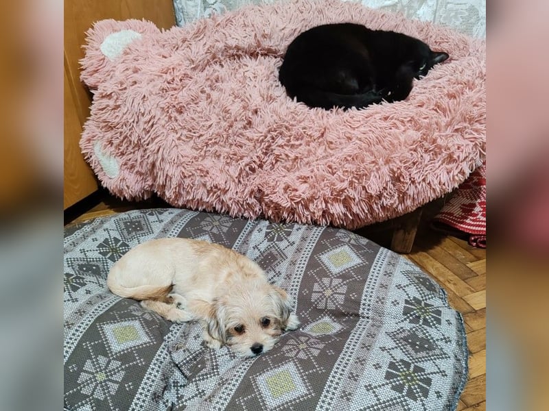 PIXEL - Traumzuhause gesucht