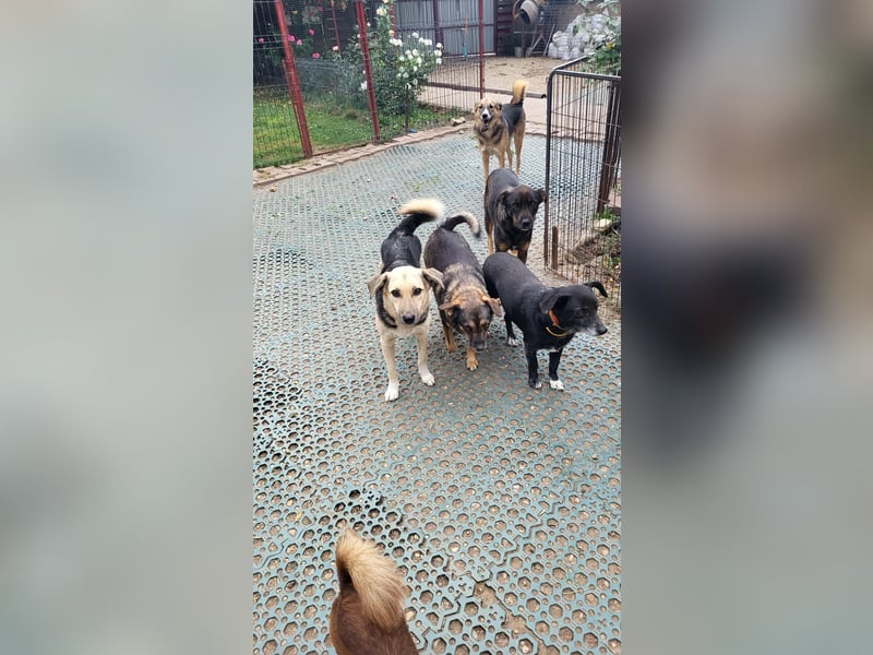 SANDY - hofft auf tolle Menschen
