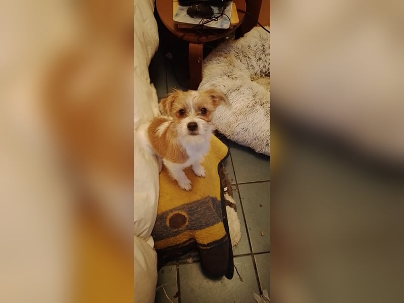 TAPSI - aufgewecktes Hundemädchen *reserviert*