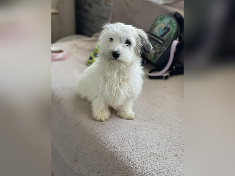 SNOWY - braucht ein eigenes Körbchen