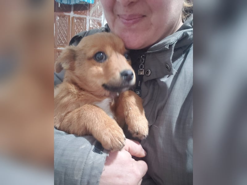 TOTO - kleine Frohnatur *reserviert*