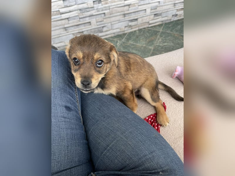 PETER - kleiner Herzensbrecher