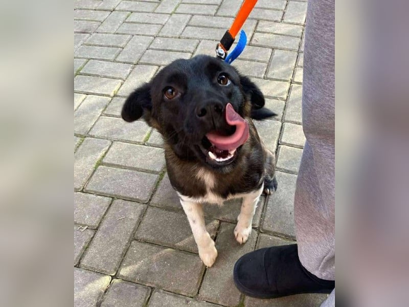 BONO - sucht sein Für-immer-Zuhause *reserviert*