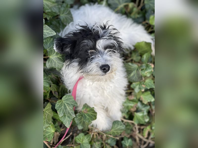 PATCH - sanfte Seele sucht seine Menschen