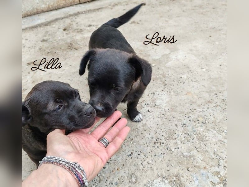 LORIS - Traumzuhause gesucht