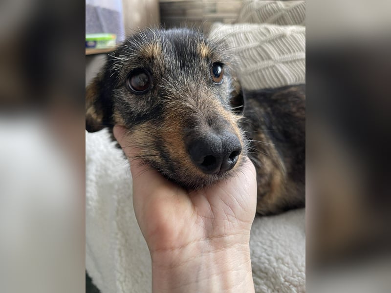 TILLY - schüchternes Hundemädchen