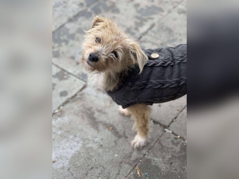 PIP - liebevolle Hundedame