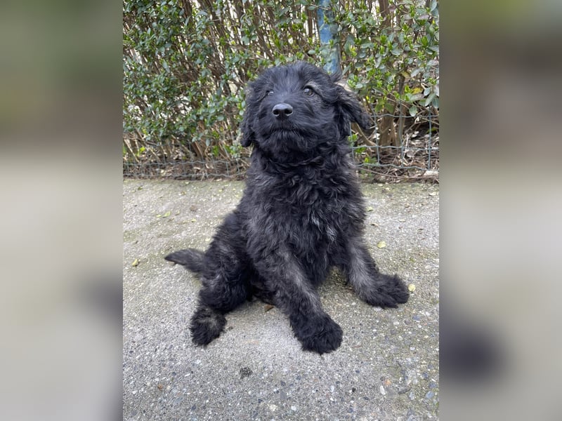 JAKE - süßer Zottel sucht seine Menschen