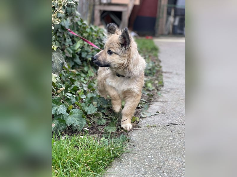 LUPIN - einäugiger Schatz sucht seine Menschen