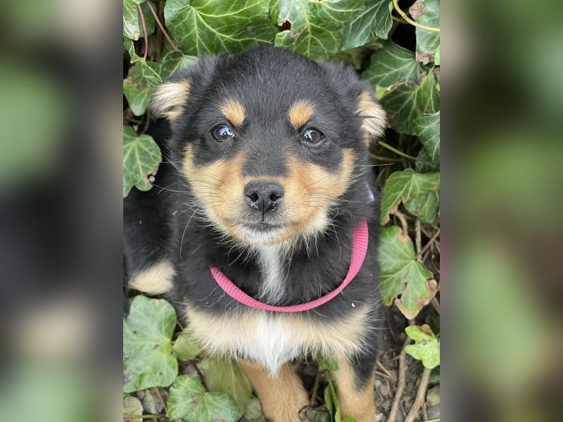 POLLY - kleine Herzensdame