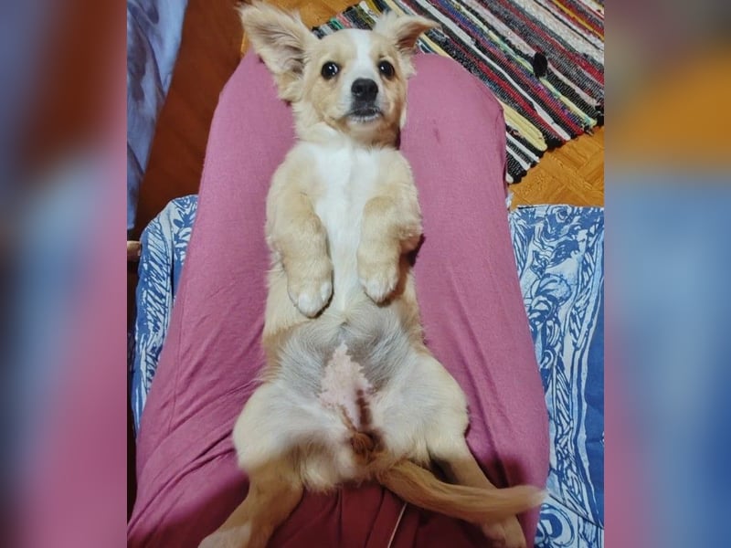 ZIZIE - liebevolles Hundekind
