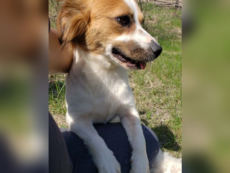 ILA - sanfte Seele sucht ihre Menschen