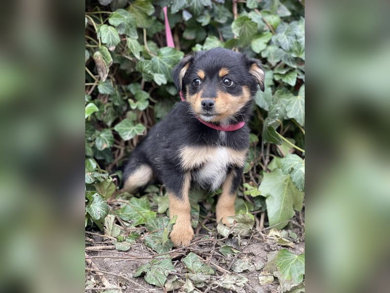 POLLY - kleine Herzensdame