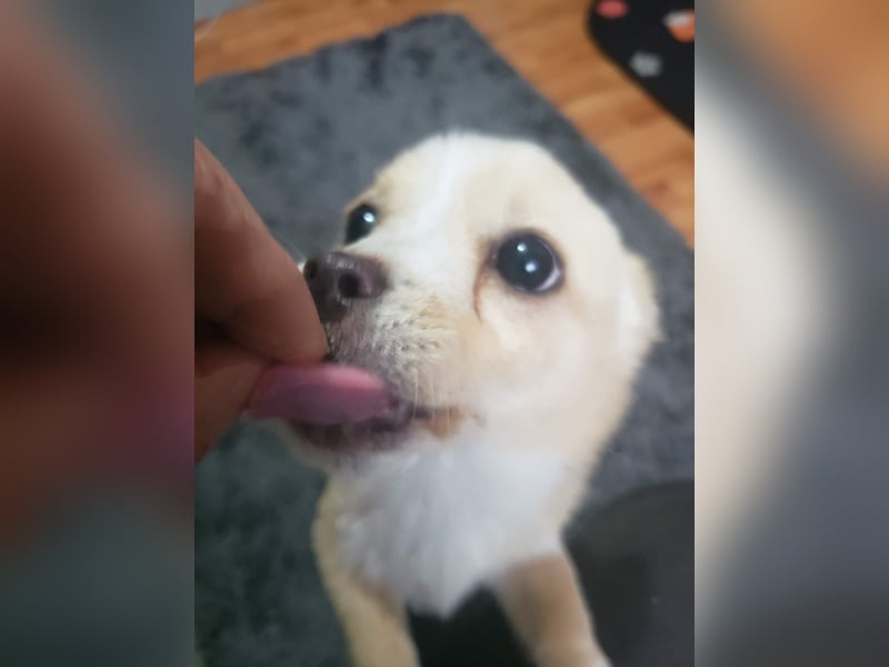 FIFI - kleine Zaubermaus *reserviert*