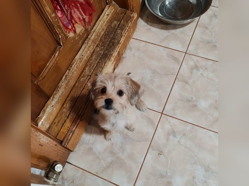 PIXEL - Traumzuhause gesucht