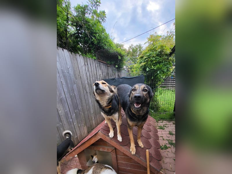 ANNIE - Traumzuhause gesucht