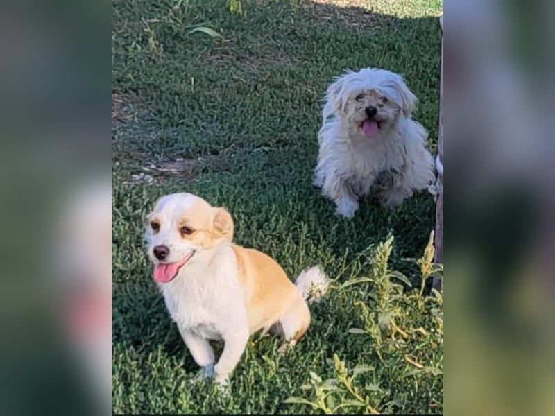 MANUEL - braucht sein eigenes Körbchen