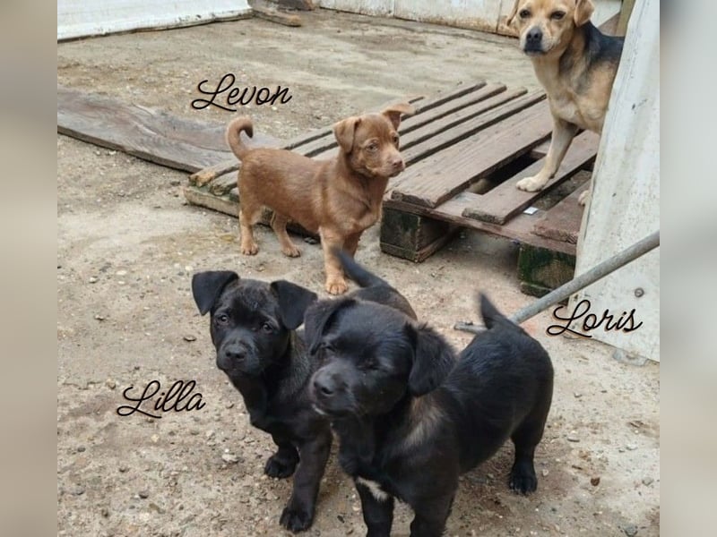 LORIS - Traumzuhause gesucht