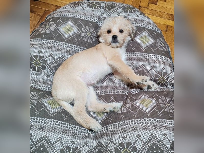 PIXEL - Traumzuhause gesucht