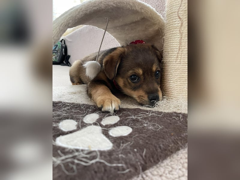 PETER - kleiner Herzensbrecher