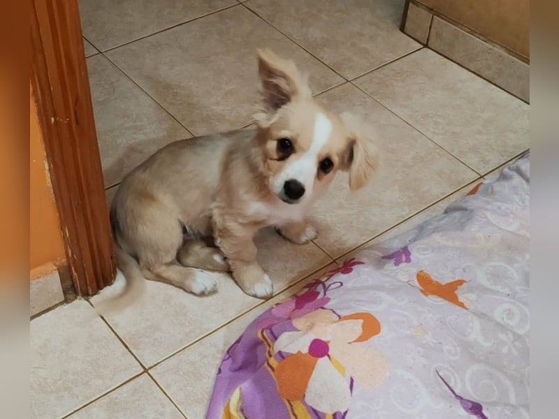 ZIZIE - liebevolles Hundekind