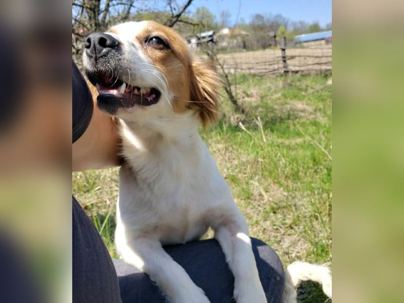 ILA - sanfte Seele sucht ihre Menschen