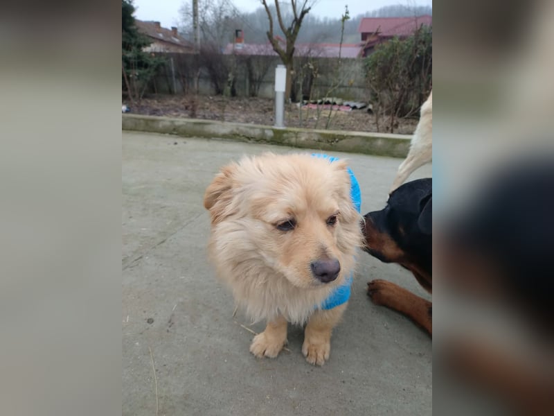 MICKY - sanfter Engel sucht seine Menschen *reserviert*