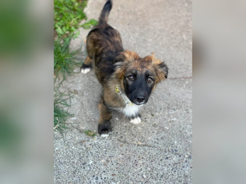 COOPER - verspielter Schatz