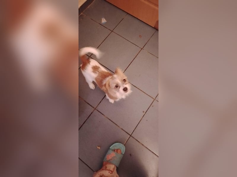 TAPSI - aufgewecktes Hundemädchen *reserviert*