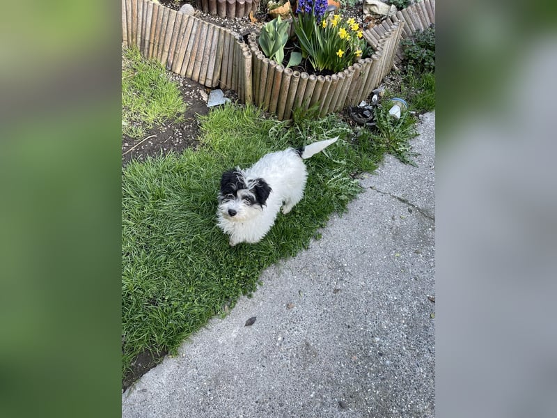 PATCH - sanfte Seele sucht seine Menschen