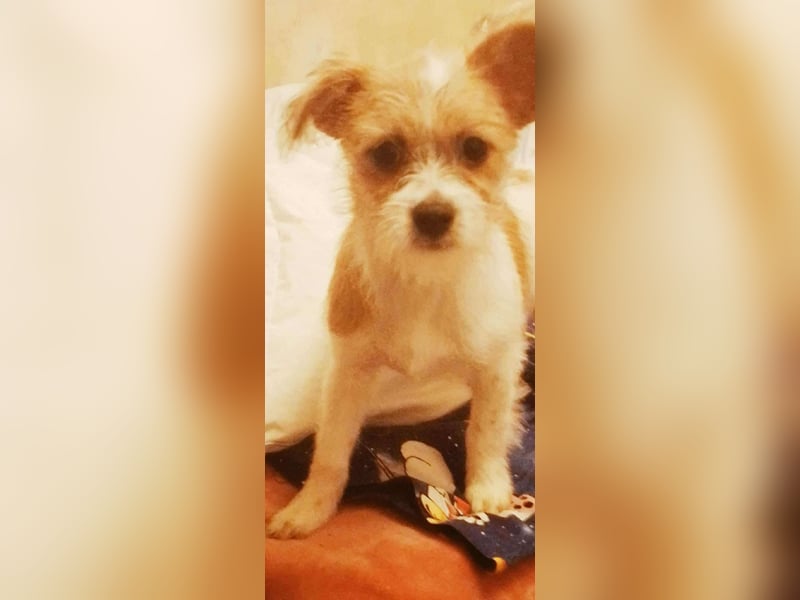 TAPSI - aufgewecktes Hundemädchen *reserviert*