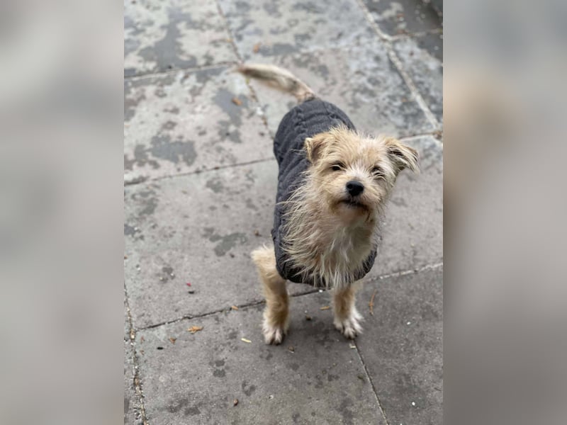 PIP - liebevolle Hundedame