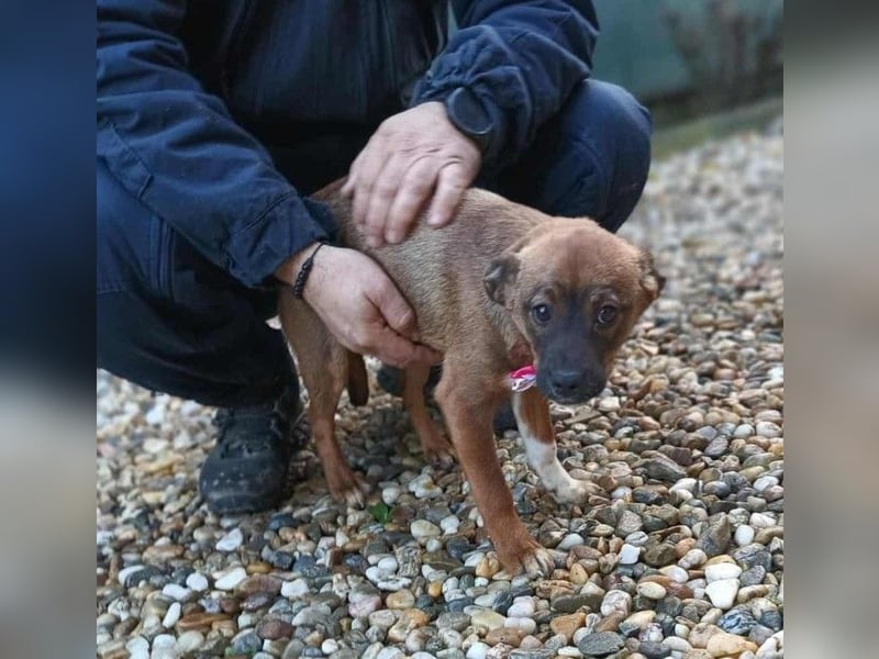 DORA - süßes Hundemädchen