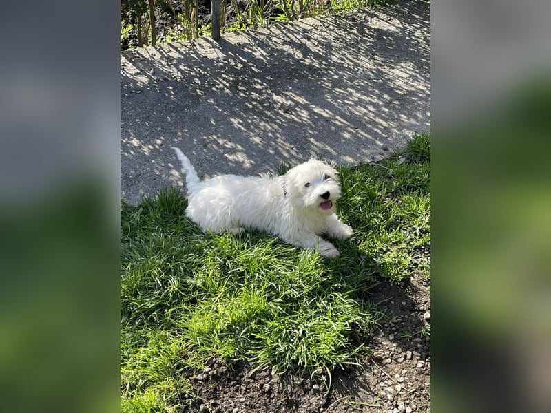 SNOWY - braucht ein eigenes Körbchen