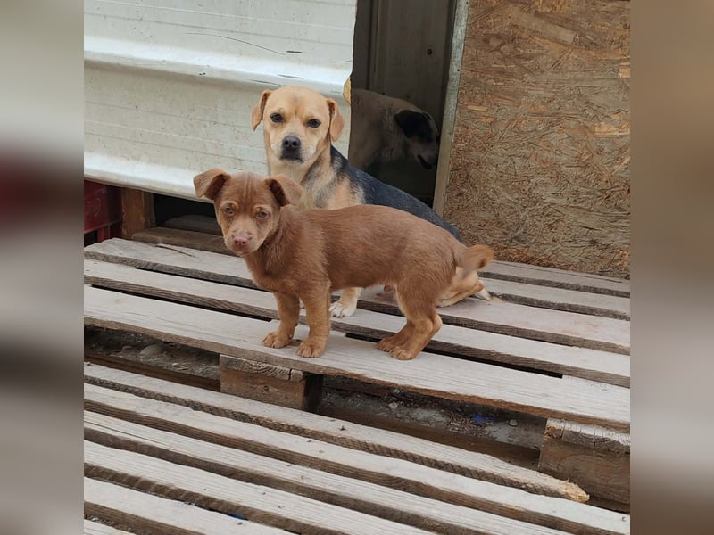 LEVON - darf er mit dir die Welt entdecken?