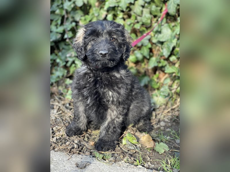 JAKE - süßer Zottel sucht seine Menschen