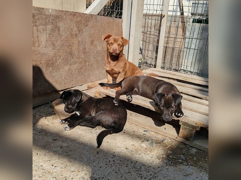 LORIS - Traumzuhause gesucht