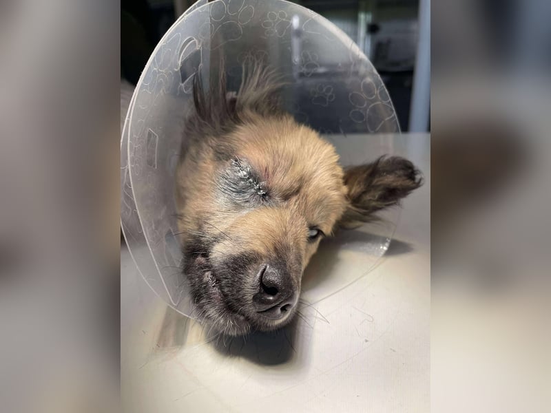 LUPIN - einäugiger Schatz sucht seine Menschen