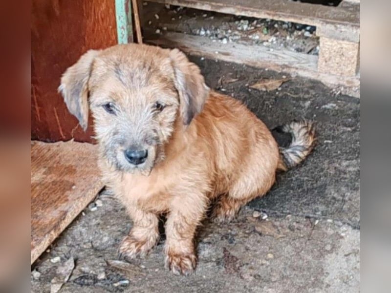 EDAN - ist bereit für sein Abenteuer