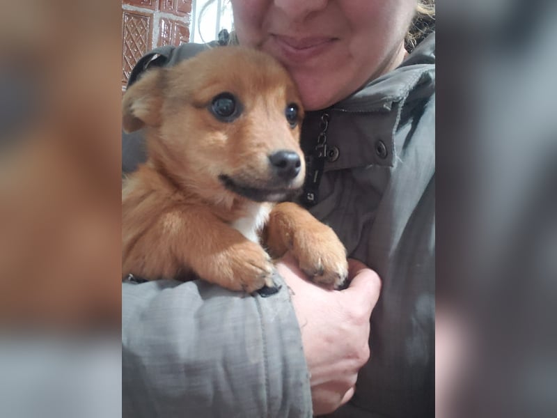 TOTO - kleine Frohnatur *reserviert*