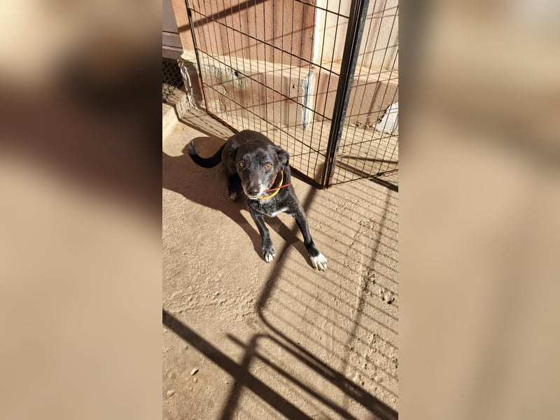 VIO - Hundeopa sucht ein liebevolles Zuhause