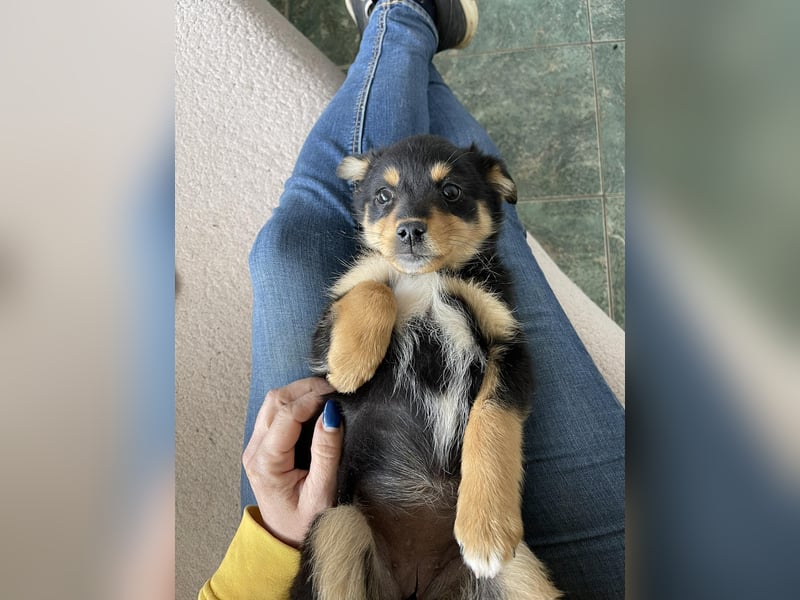 POLLY - kleine Herzensdame