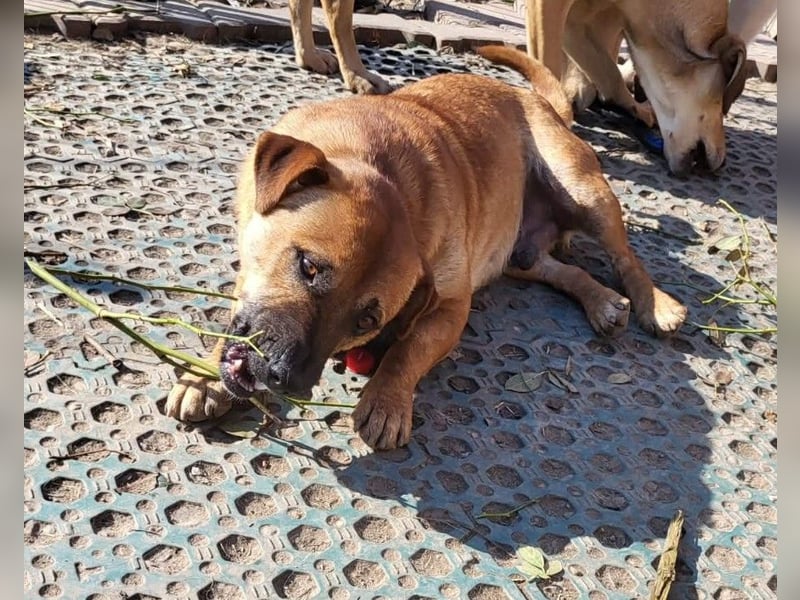 TEDDY - liebevoller Hundebub